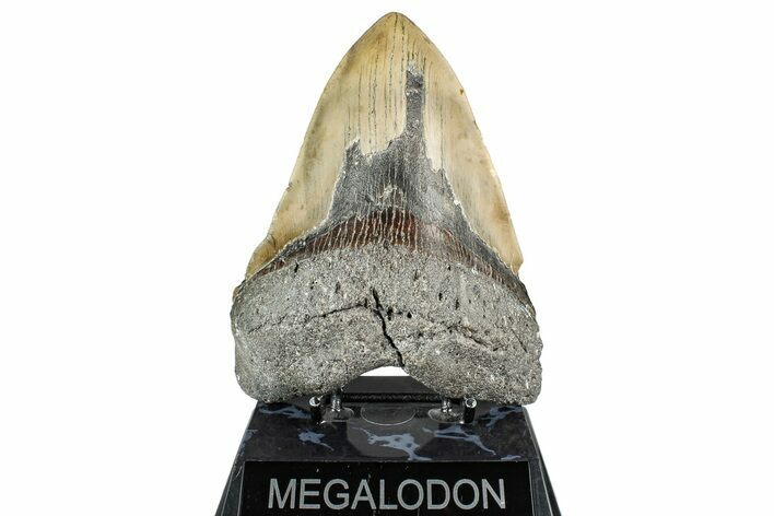 Serrated, Fossil Megalodon Tooth - North Carolina #348286